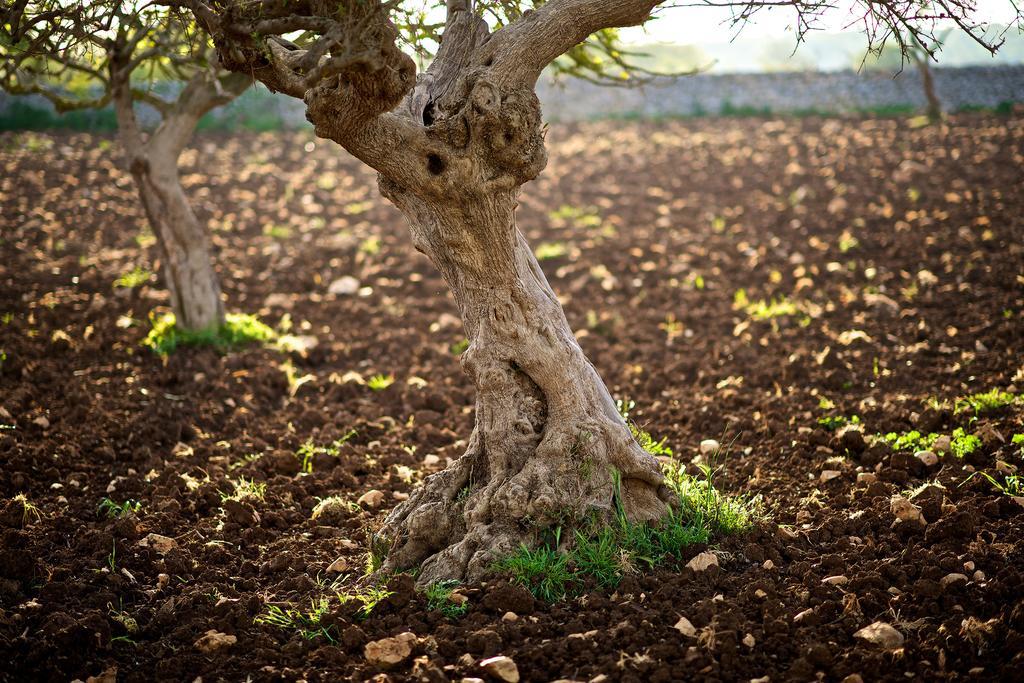 Masseria Ciavea Gioia Del Colle Bagian luar foto