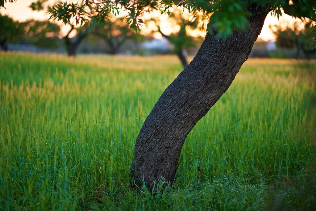 Masseria Ciavea Gioia Del Colle Bagian luar foto